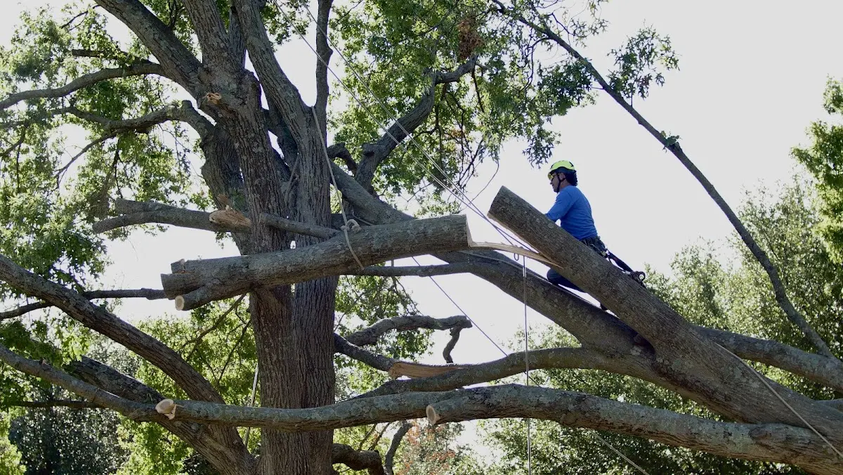 Professional Crown Thinning performed by certified arborists in Stem