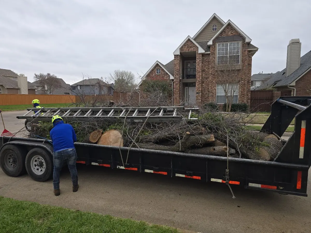 Expert Tree Removal with proper safety equipment in Stem